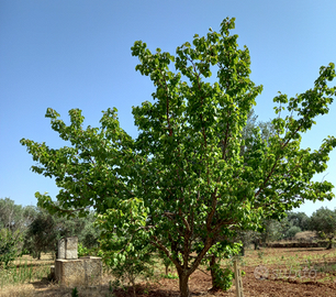 Terreno Agricolo Via Grandizia (Torre S. Susanna)