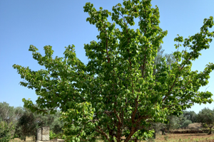 Terreno Agricolo Via Grandizia (Torre S. Susanna)