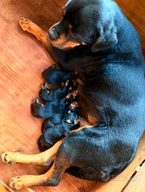 Cuccioli di rottweiler