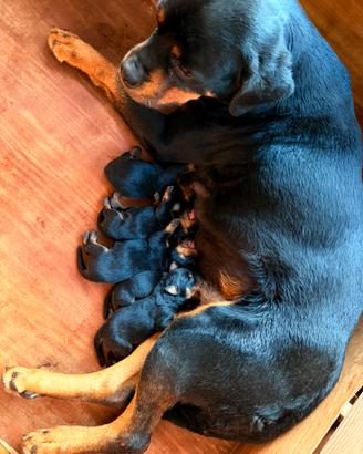 Cuccioli di rottweiler