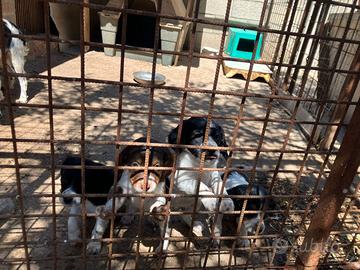 Cuccioli di Breton
