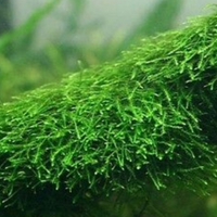 Piante Acquario