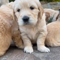 Cuccioli di golden retriever