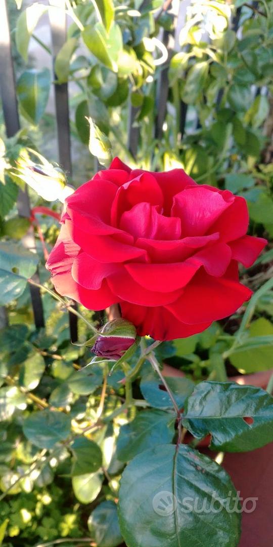 Rose rosse - talea - Giardino e Fai da te In vendita a Milano