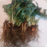 piantine di fragole  a radice nuda rifiorente 10pz