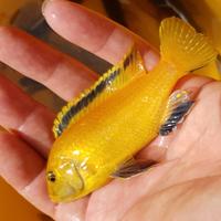 Labidochromis Yellow Kakusa ciclide africano
