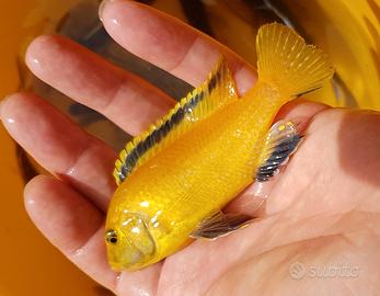 Labidochromis Yellow Kakusa ciclide africano