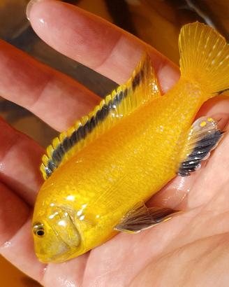 Labidochromis Yellow Kakusa ciclide africano