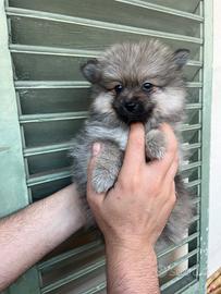 Cuccioli di volpino di spitz nano