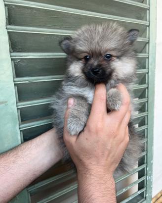 Cuccioli di volpino di spitz nano