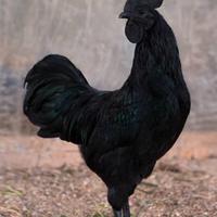 Galli cemani