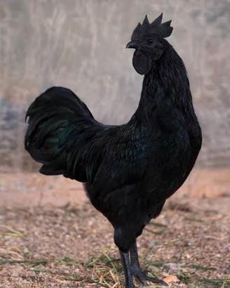 Galli cemani