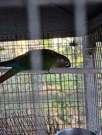 Agapornis Guance Verdi maschio riproduttore