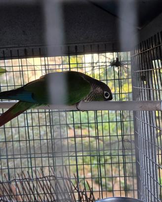 Agapornis Guance Verdi maschio riproduttore
