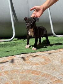 Cucciola di pitbull