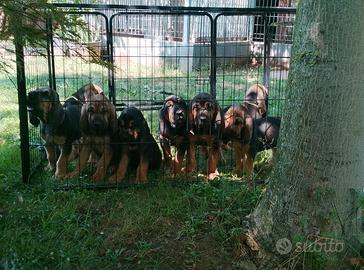 Cuccioli bloodhound