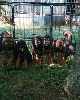 Cuccioli bloodhound