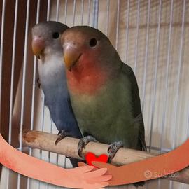 Coppia di inseparabili