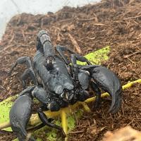 Heterometrus Spinifer