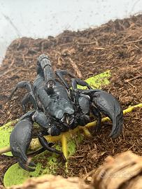 Heterometrus Spinifer