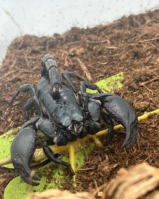 Coppia scorpioni adulta