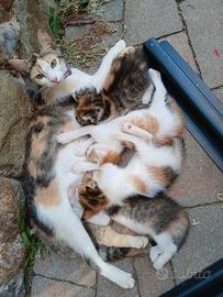 Gattini