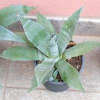 Piante grasse Agave Americana 