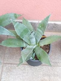 Piante grasse Agave Americana 