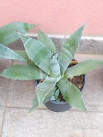 Piante grasse Agave Asperrima