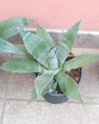 Piante grasse Agave Americana 