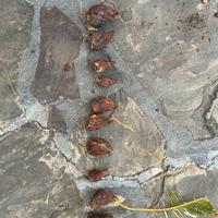 polloni di cycas maschio 