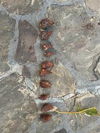 polloni di cycas maschio 