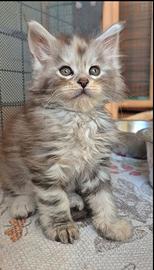 Maine Coon cuccioli