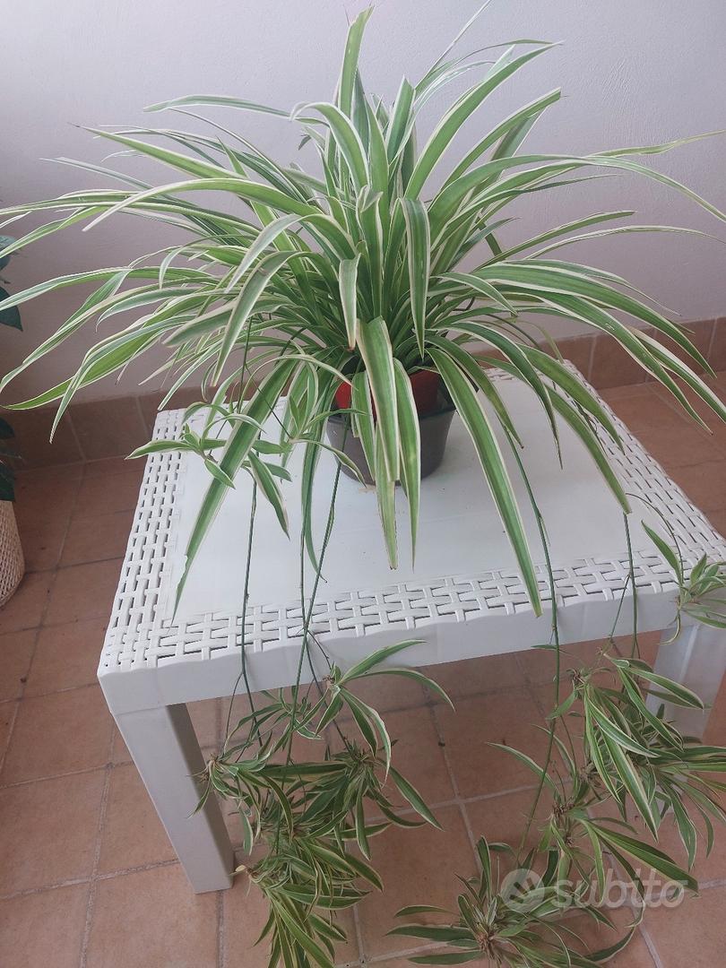 pianta falangio nastrino - Giardino e Fai da te In vendita a Fermo