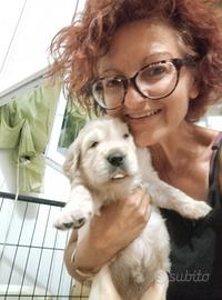 Cuccioli Golden retriever selezionati alta genealo