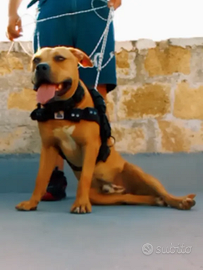 American Pitbull terrier