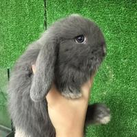 Coniglio nano ariete