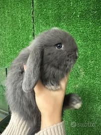 Coniglio nano ariete