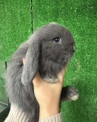 Coniglio nano ariete