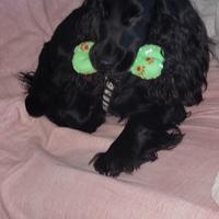 Cocker spaniel inglese