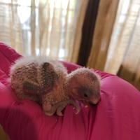 Pulli inseparabili rosecollis