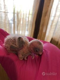 Pulli inseparabili rosecollis