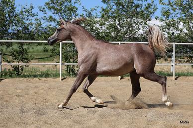 Puledro Purosangue Arabo (psa)