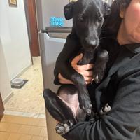 Una famiglia per questa dolce cucciola