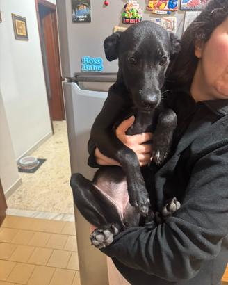 Una famiglia per questa dolce cucciola