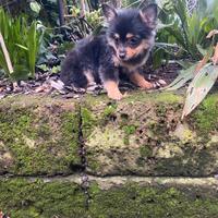 Spitz Pomerania femmina