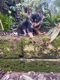 Spitz Pomerania femmina