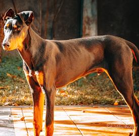 Dobermann - Doperman