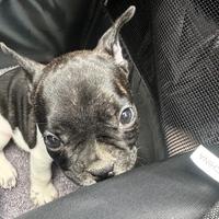 Vendita bulldog francese