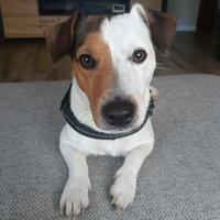 Femmina jack Russel
